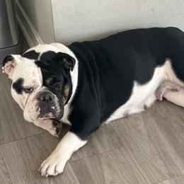 Dottie - Bulldog