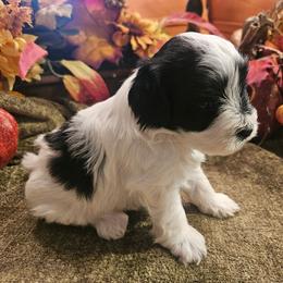 Bandit - Parti male Miniature Schnauzer puppy in Lumberton, Texas from 1 Smart Choice Schnauzers Babies