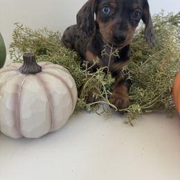 Dachshund Puppies from Breakfast Club Dachshunds