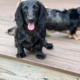 Valor - Dachshund