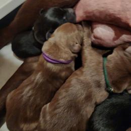 Purple collar - Chocolate female Labrador Retriever puppy in Chaumont, New York from Peak Performance Labradors