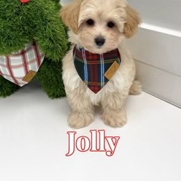 Jolly - Apricot male Maltipoo puppy in Buford, Georgia from Petite Posh Puppies