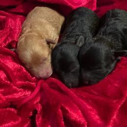 Maltese, Maltipoo, and Poodle Puppies from Healing Pawz LLC