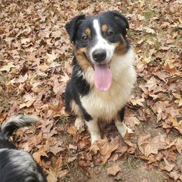 Gus - Black tri-color male Australian Shepherd puppy in Rossville, Tennessee from GoodSprings Aussies