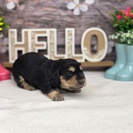Saylor - Black and cream female Dachshund puppy in Norwood, Missouri from Madra's Dashing Doxies
