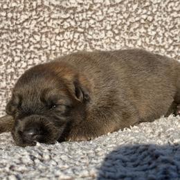 Charm - Blue female German Shepherd puppy in Lebanon County, Pennsylvania from Regalimage