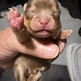 Ganache - Chocolate male Pomeranian puppy in Jackson, New Jersey from Peapod Pomeranians