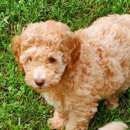 Honey - Labradoodle puppy in Statesville, North Carolina from Labradoodles of the Foothills