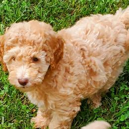 Honey - Labradoodle puppy in Statesville, North Carolina from Labradoodles of the Foothills