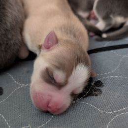 Pup 1 Male- ON HOLD - Red and white male Pomsky puppy in Hurleyville, New York from My Crazy Pomskys
