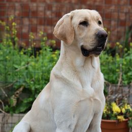 Yellow Collar Male - Yellow male Labrador Retriever puppy in Greater Houston Area, Texas from Coram Deo Retrievers