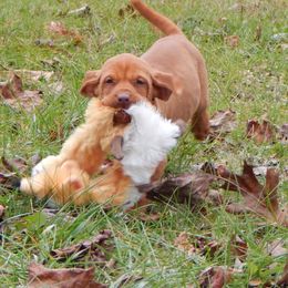 Vizsla, Weimaraner, and Wirehaired Vizsla Puppies from Willow Ridge Kennel