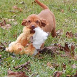 Vizsla, Weimaraner, and Wirehaired Vizsla Puppies from Willow Ridge Kennel