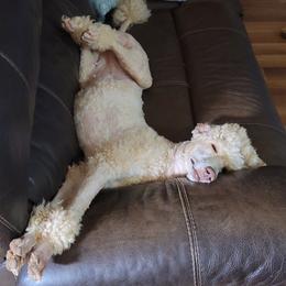Poodles from Denna's Poodles