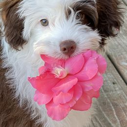 Aussiedoodle Puppies from Paisleys Doodles AK