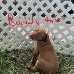 Black - Golden rust male Vizsla puppy in Sioux County, Iowa from Pheasant Poppers Vizslas