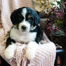 Bandido - Tri-color male Bernedoodle puppy in Grove, Oklahoma from Grand Lake Poodles & Doodles
