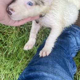 Border Collie Puppies from TiptoeingBorderCollies
