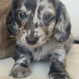 Indigo - Dapple male Dachshund puppy in Bentonville, Arkansas from Boujee Buns Dachshunds