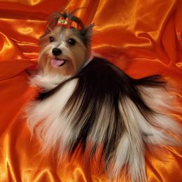 Praline - Biewer Terrier