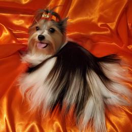 Praline - Biewer Terrier
