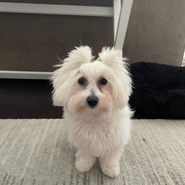 Coton de Tulear and Poodle Puppies from Legacy Pets