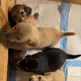 Dachshund puppies from Heavenly Heritage Dachshunds and Doods