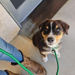 Sirius Black - Black tri-color male Australian Shepherd puppy in Tehachapi, California from Boundless Joy Aussies