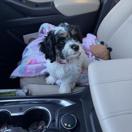 Cockapoo and Labrador Retriever Puppies from Kinkade Kennels