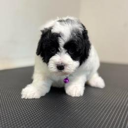 Cowie - Black and white female Bernedoodle puppy in Gainesville, Florida from Alyssa Xxweetdoodles