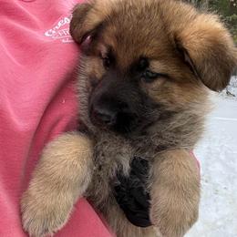 Sable Female - Sable female German Shepherd puppy in Tafton, Pennsylvania from Pocono GSD