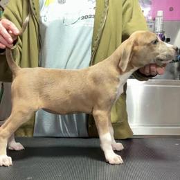 Blue Fawn Female - Yellow female Mountain Cur puppy in Georgetown, Ohio from Walnut Ridge Mountain Curs