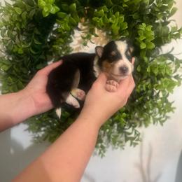 Dill Pickles - Black white and tan male Collie puppy in Chilhowie, Virginia from Jolly Collies