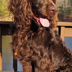 Boykin Spaniels from Cavern Kennels Boykin Spaniels