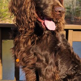 Boykin Spaniels from Cavern Kennels Boykin Spaniels