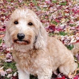 Lily - Goldendoodle