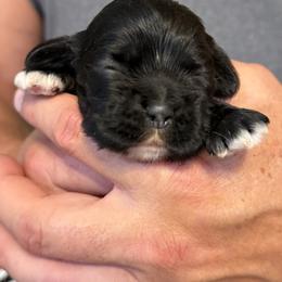 Zira Black girl - Black female Cocker Spaniel puppy in Haines City, Florida from Camic Cockapoos