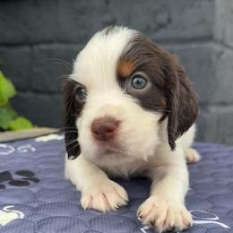 Purple - Liver white and tan female English Springer Spaniel puppy in Edinburg, Texas from M L Springers/ Texas Legacy Dachshunds