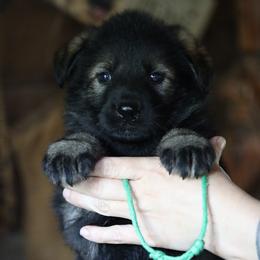 German Shepherd Puppies from Vom Haus Highlands