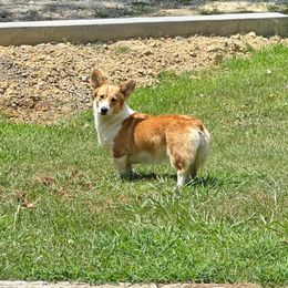 Peach - Pembroke Welsh Corgi