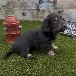 Black and Cream Longhair Boy - Black and cream male Dachshund puppy in Killeen, Texas from Southern Dachshunds