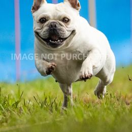 French Bulldogs from Diana's French Bulldogs