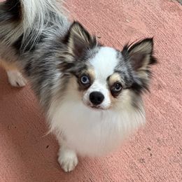 Valentino - Chihuahua