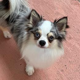 Valentino - Chihuahua