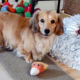 Tree - Dachshund