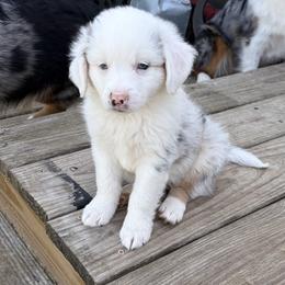 Moon pie - Blue merle male Miniature American Shepherd puppy in Groesbeck, Texas from Epic Miniature American Shepherds