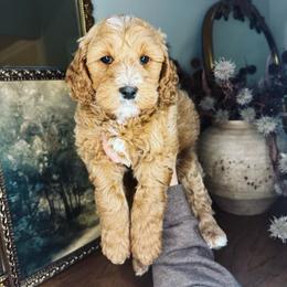 Everest - Red  male Goldendoodle puppy in Georgia from Mother of Golden Doodles