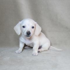 Cloud - Cream male Dachshund puppy in Pana, Illinois from Doxie Waggin Tails