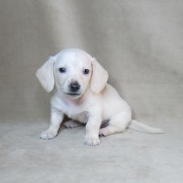 Cloud - Cream male Dachshund puppy in Pana, Illinois from Doxie Waggin Tails