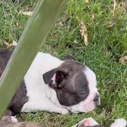 Toby - Boston Terrier